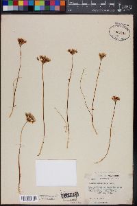 Image of Allium davisiae