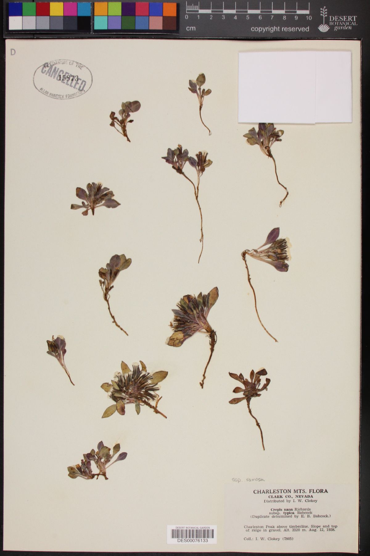 Crepis nana image
