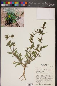 Camissonia pallida image