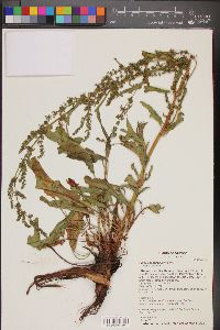 Rumex salicifolius image