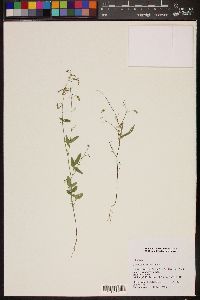 Desmodium rosei image