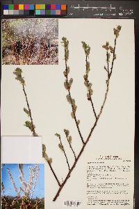 Salix laevigata image