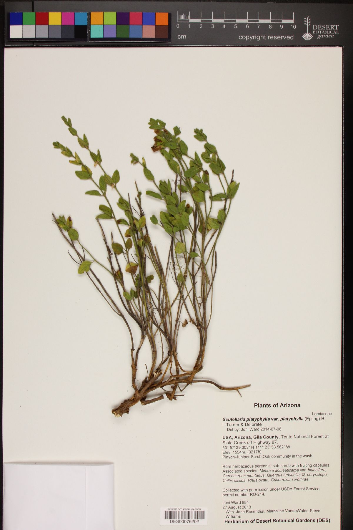 Scutellaria platyphylla var. platyphylla image
