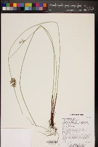 Juncus laccatus image