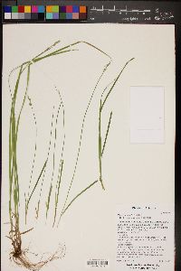 Carex bolanderi image