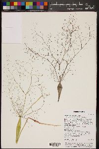 Eriogonum fusiforme image