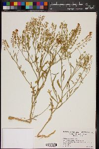 Lepidium montanum image