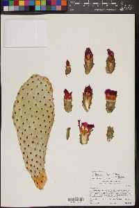 Opuntia basilaris image