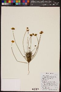 Image of Coreopsis californica