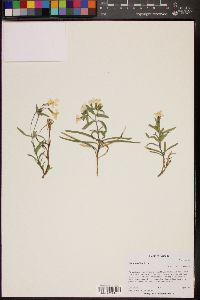 Phlox amabilis image