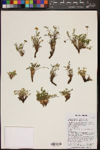 Image of Cymopterus sessiliflorus