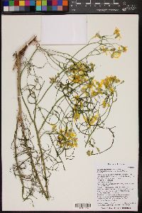 Senecio spartioides var. multicapitatus image