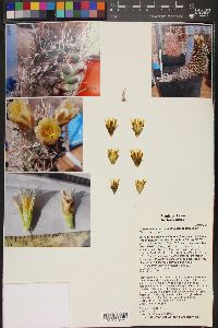 Sclerocactus brevihamatus image