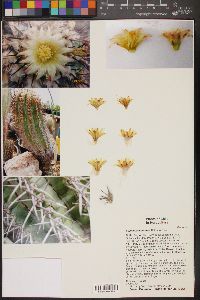 Copiapoa marginata image