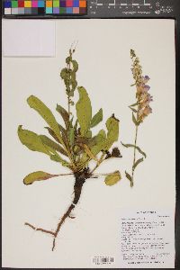 Penstemon laevis image