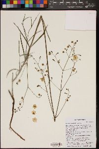 Mirabilis linearis image