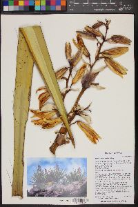 Yucca baccata image