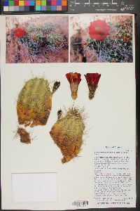 Echinocereus mojavensis image