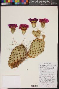Opuntia polyacantha var. nicholii image