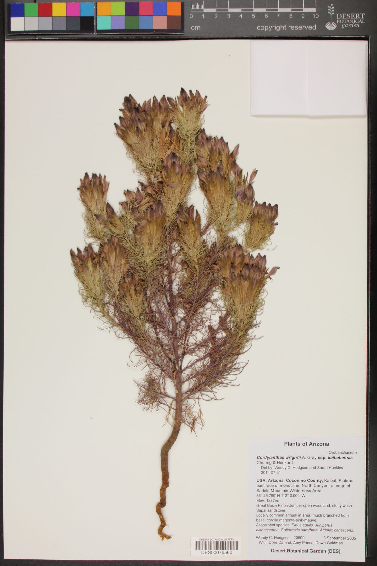 Cordylanthus wrightii subsp. kaibabensis image