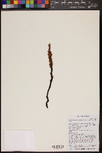 Orobanche cooperi image