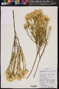 Ericameria nauseosa var. arenaria image