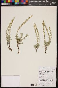 Artemisia frigida image