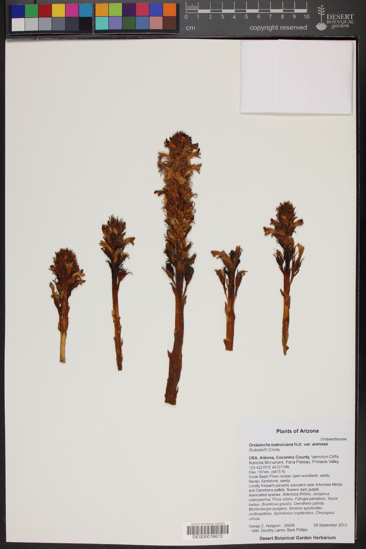 Orobanche ludoviciana subsp. ludoviciana image