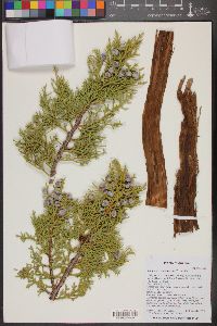 Juniperus osteosperma image