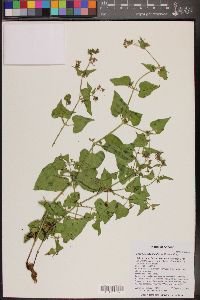 Mirabilis oxybaphoides image