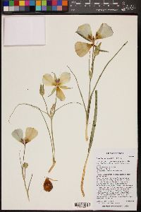 Calochortus nuttallii image