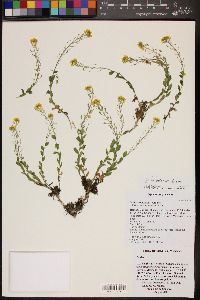 Draba helleriana image