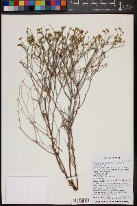 Eriogonum leptocladon image