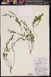 Scutellaria potosina var. kaibabensis image