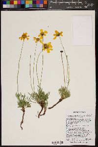 Thelesperma subnudum var. subnudum image