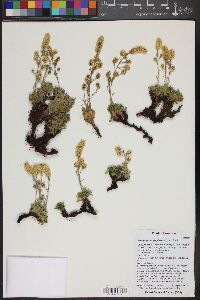 Petrophyton caespitosum image