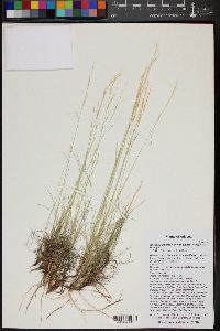 Aristida purpurea var. nealleyi image