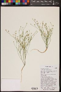 Linum aristatum image