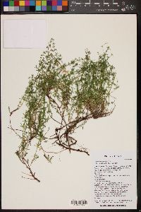 Galium wrightii image