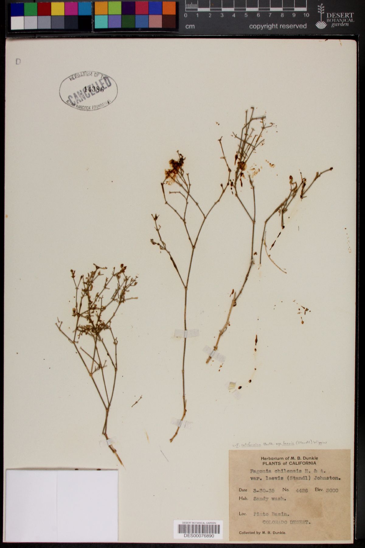Fagonia chilensis var. laevis image