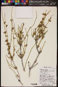 Ephedra torreyana image