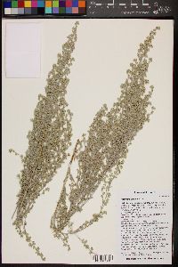 Artemisia tridentata image