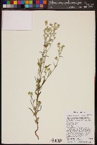 Cryptantha nevadensis image