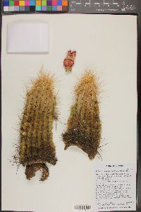 Echinocereus engelmannii var. engelmannii image