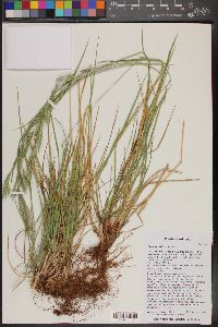 Bromus catharticus image