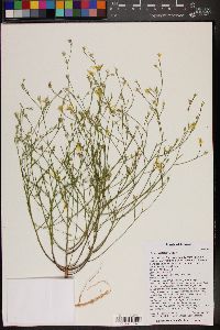 Linum aristatum image