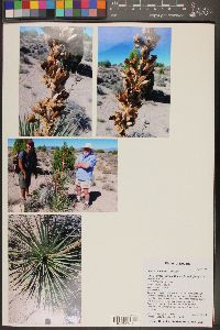 Yucca utahensis image