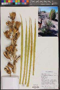 Yucca utahensis image