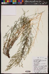 Artemisia carruthii image