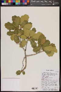 Quercus turbinella image